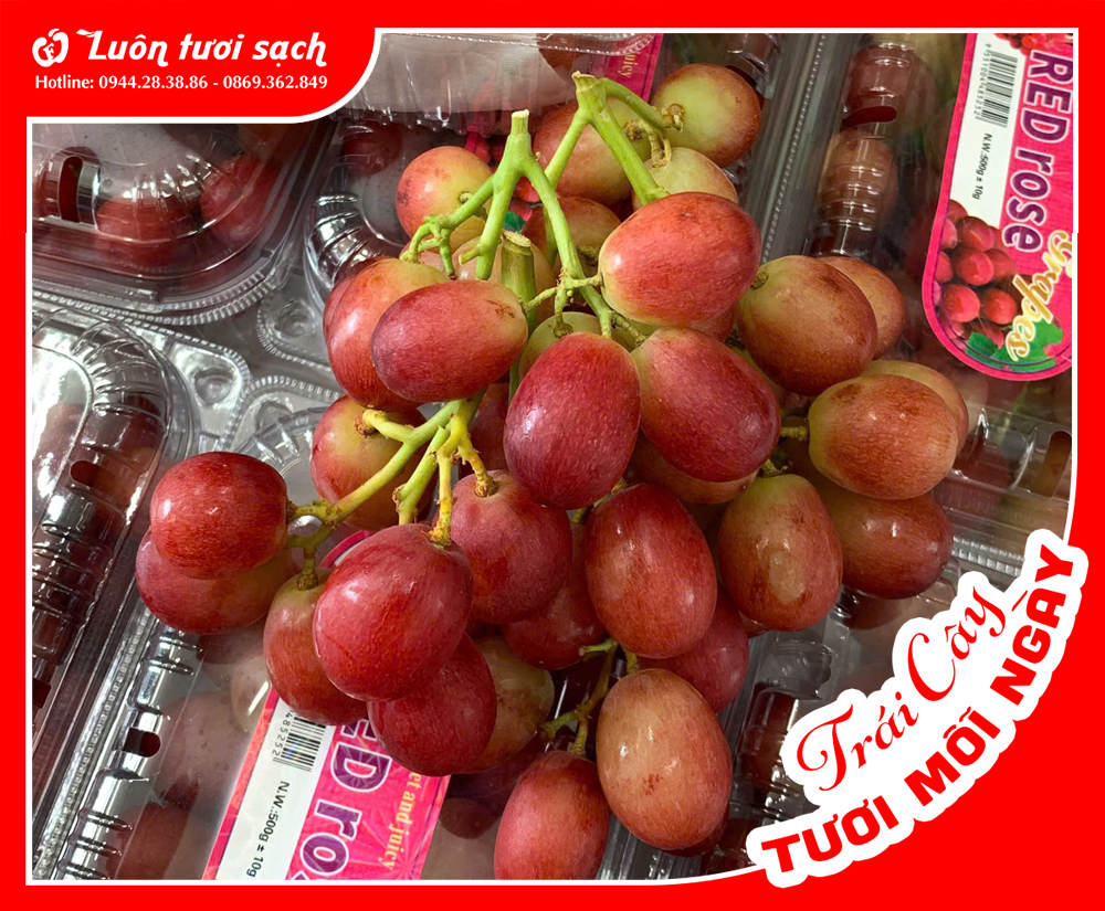 Nho đỏ kẹo 